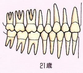 全ての歯が永久歯になるのはいつ？永久歯の萌出時期