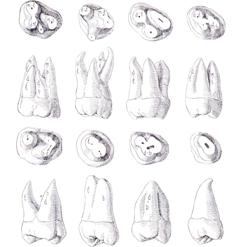 智歯　解剖図