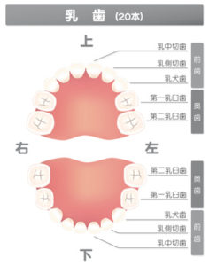 乳歯が抜けた！抜けた歯はどうする？